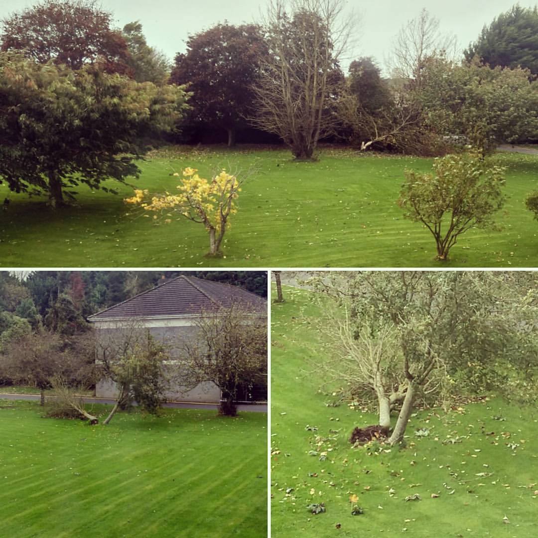 #ophelia poczęstowała się już naszymi drzewami. Obecnie tu…