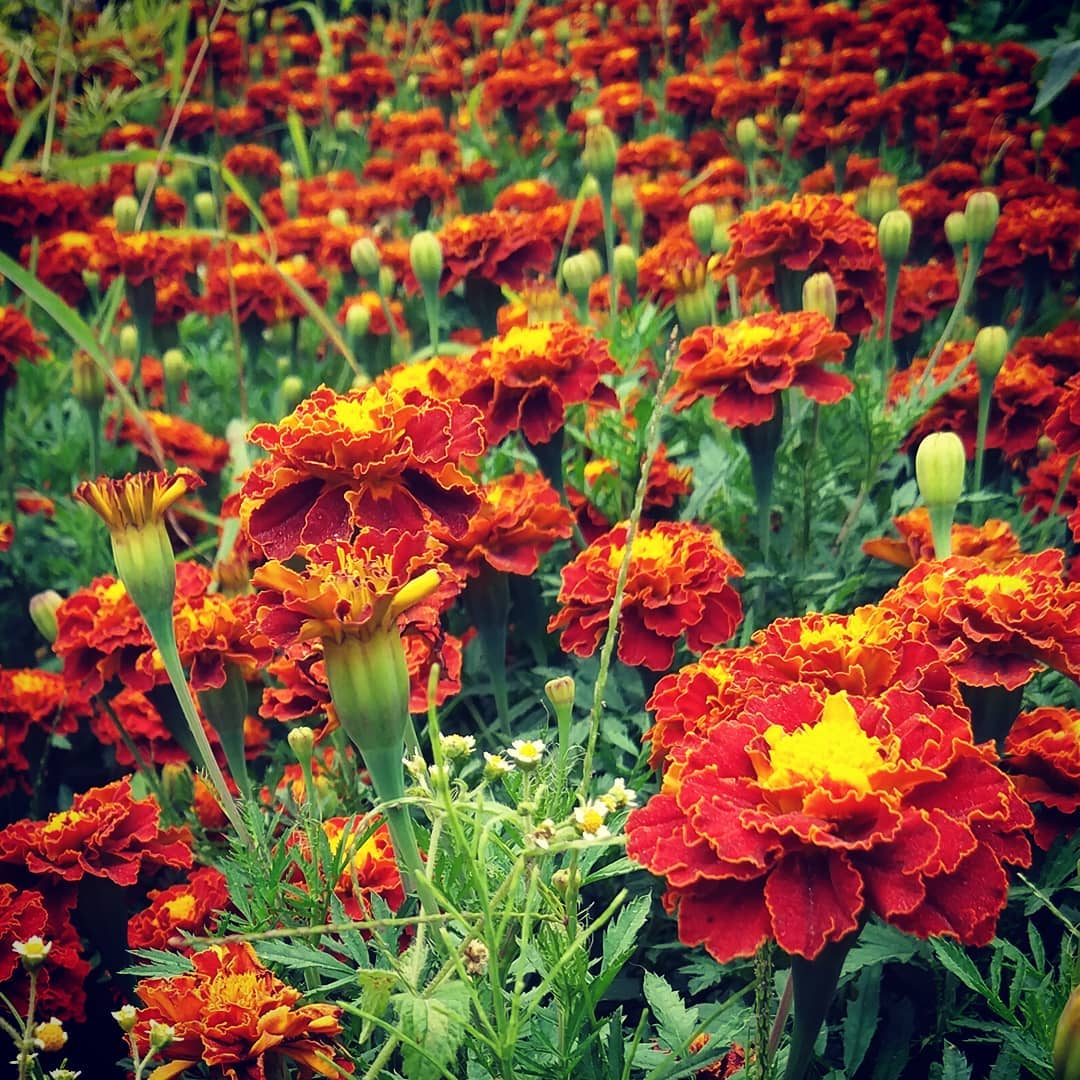 Morze kwiatów w ogrodzie u rodziców. #działka #garden…