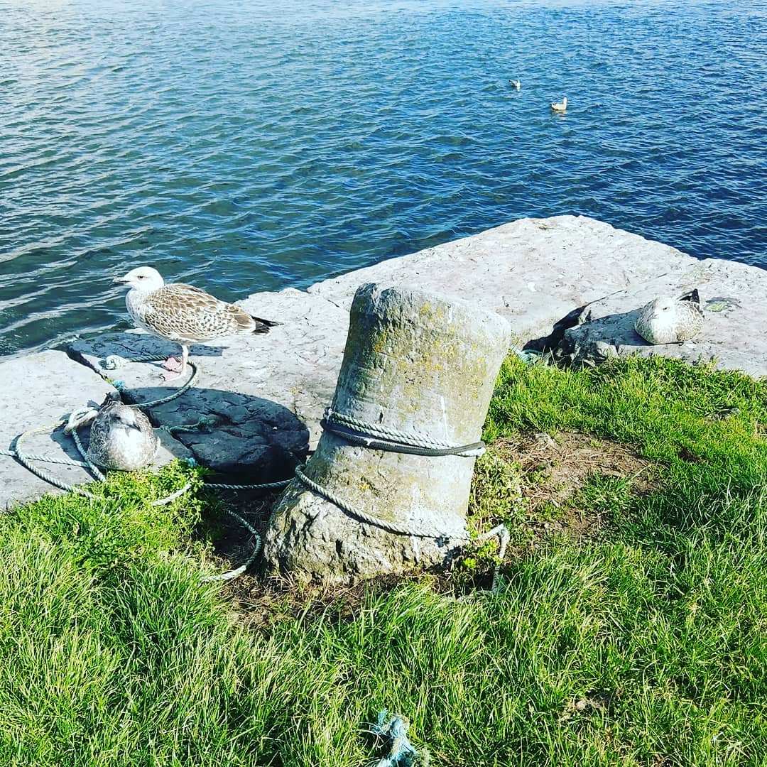 Taka ładna pogoda na zachodzie Irlandii, że nawet rybitwy mają…