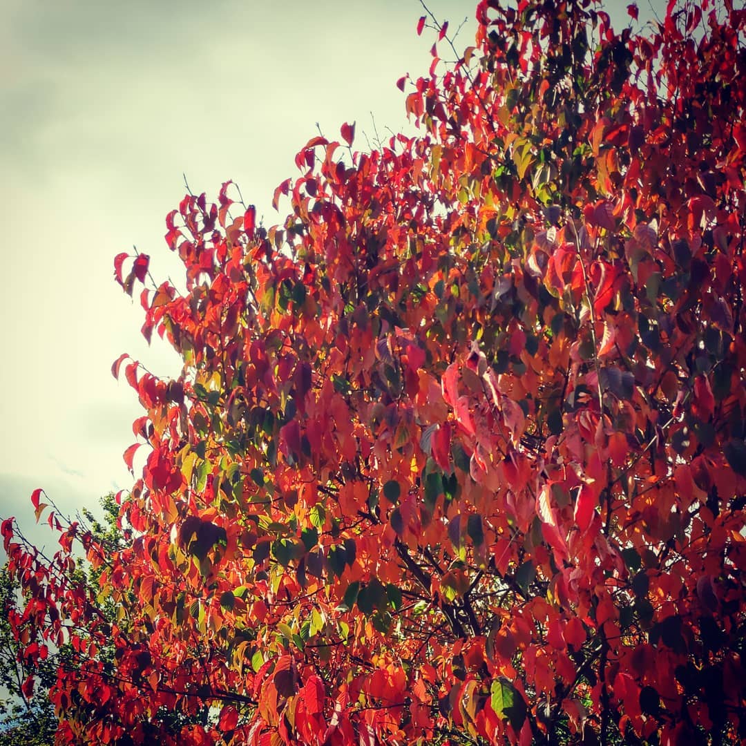 Jesień już w pełni #irishautumn #Maynooth #timetosaygoodbye