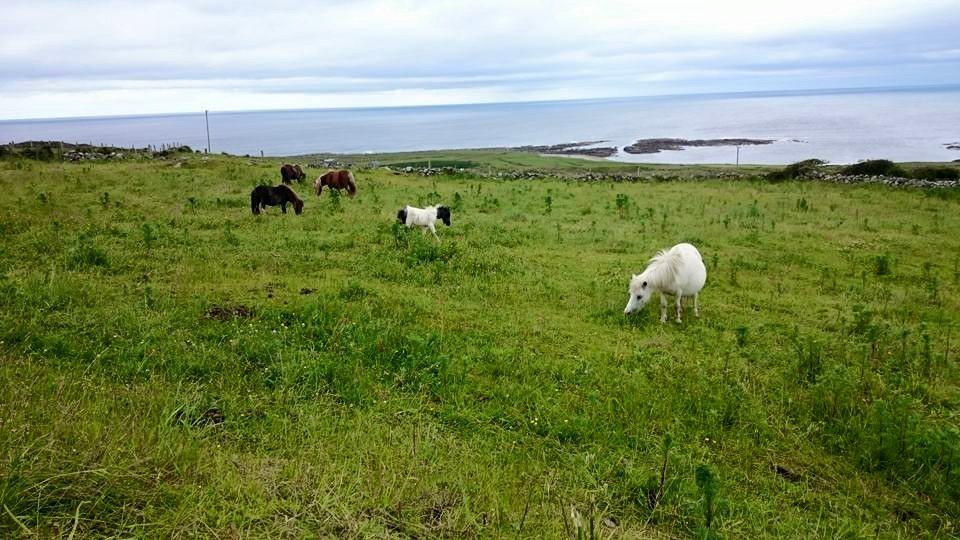 Koniki i ocean, takie rzeczy tylko w Irlandii :)