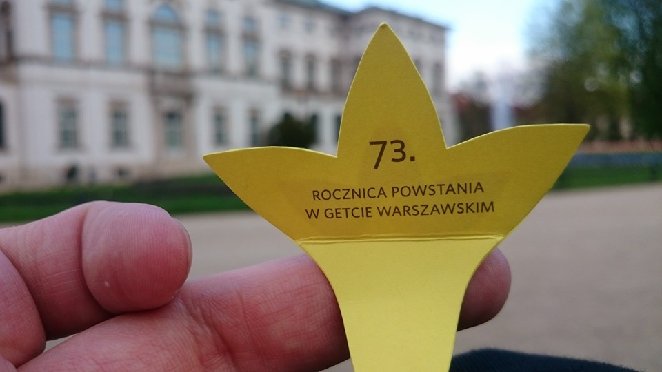 Załapałem się dziś i ja na żonkila w Warszawie. Dębicę z której…
