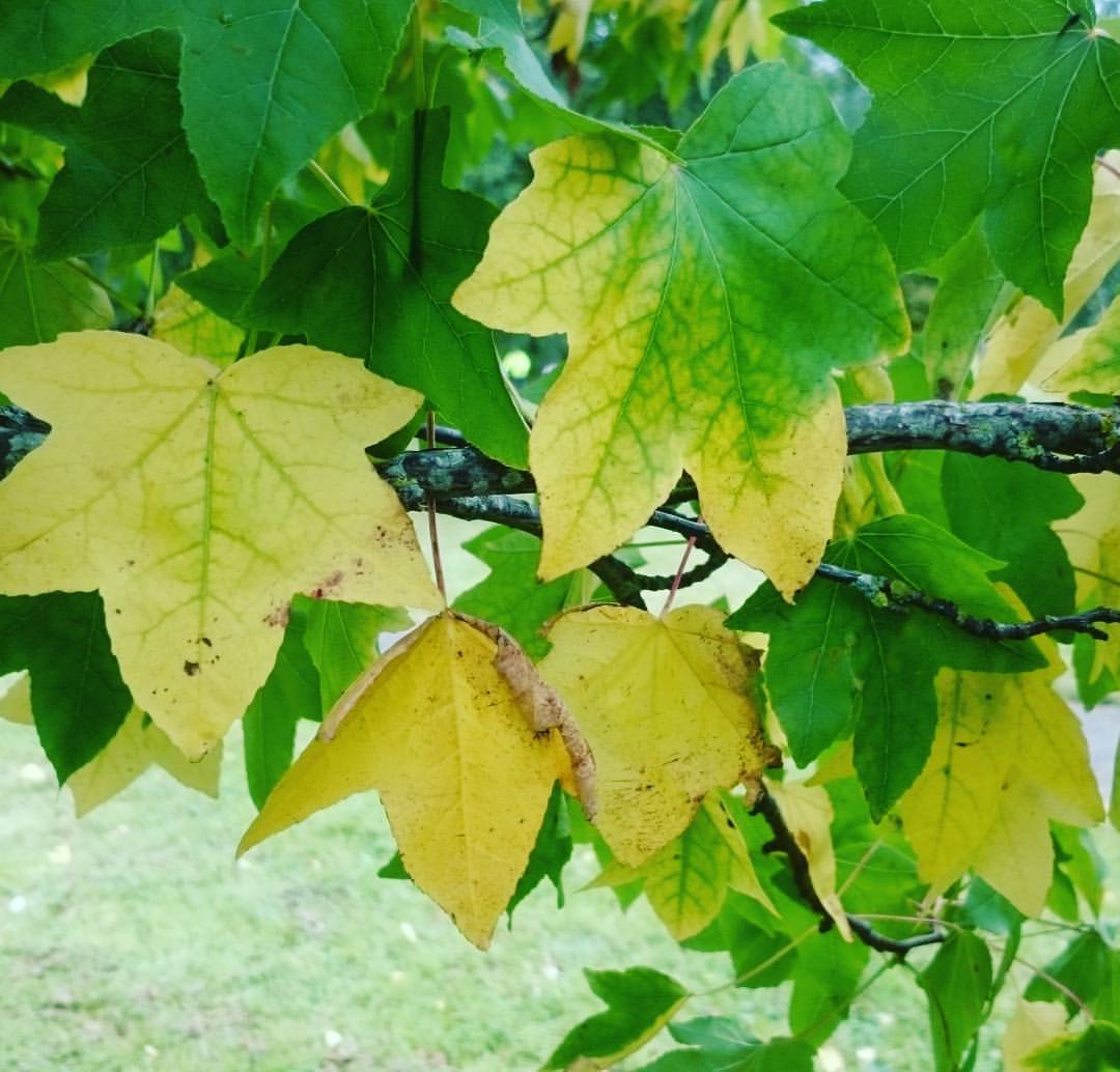 Mówią, że w Irlandii pory roku są przesunięte nieco w stosunku…