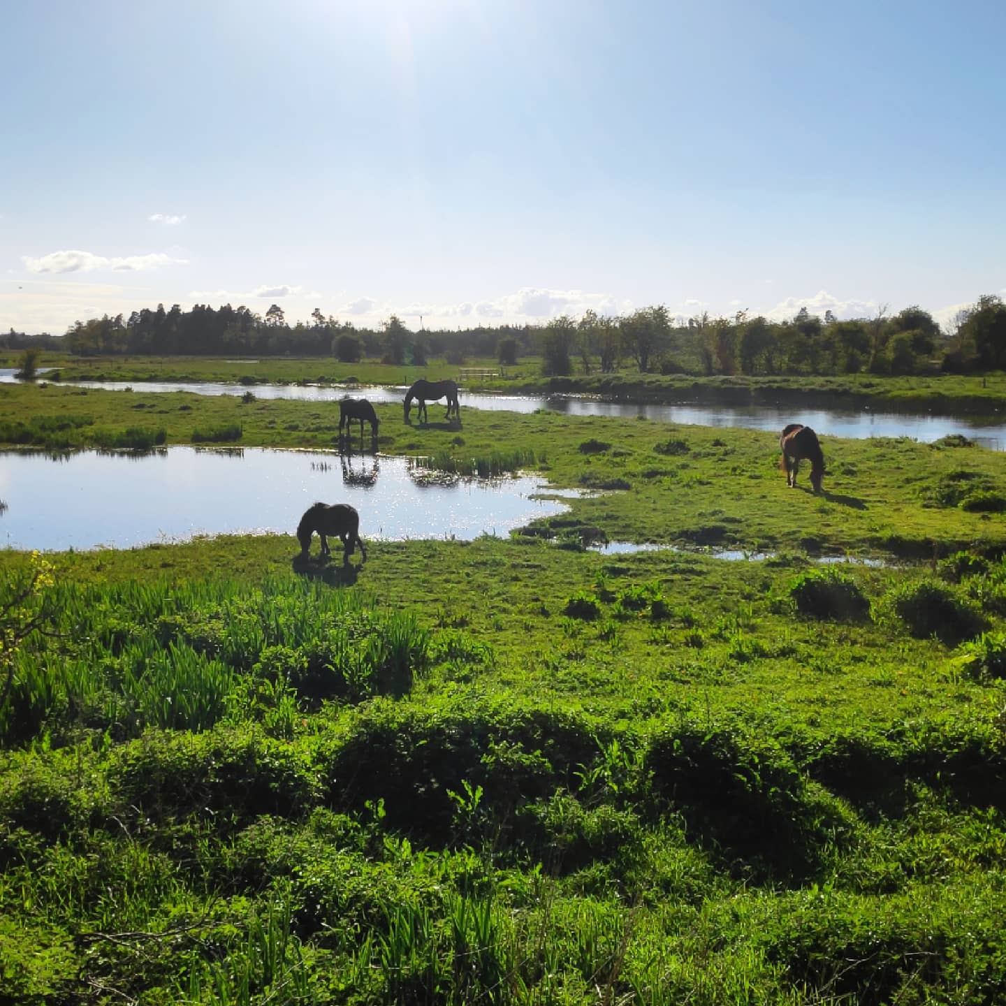#zespaceru Zdjęcie pasących się koni nad rzeką nr 1352, ale i…