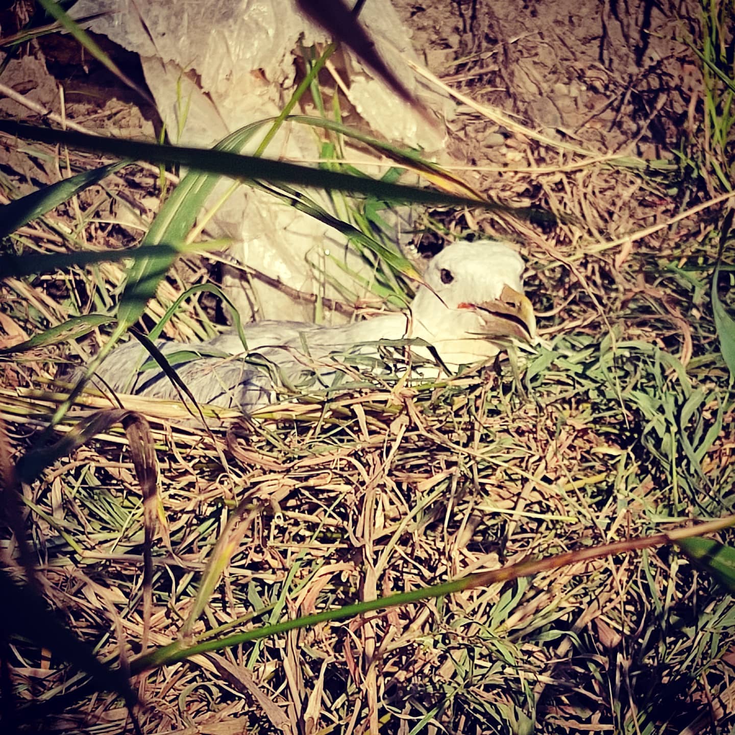 A na pożegnanie z Wisłą jeszcze próbka #wildlife znad brzegu.…