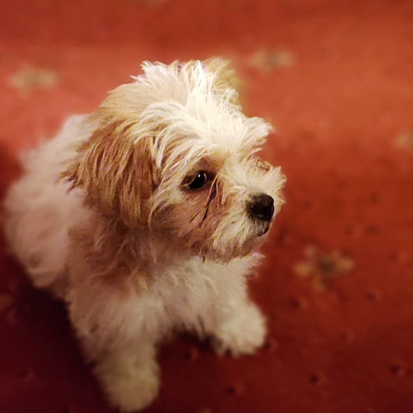 New fella in da house, her name is Tammy 🐕🥳